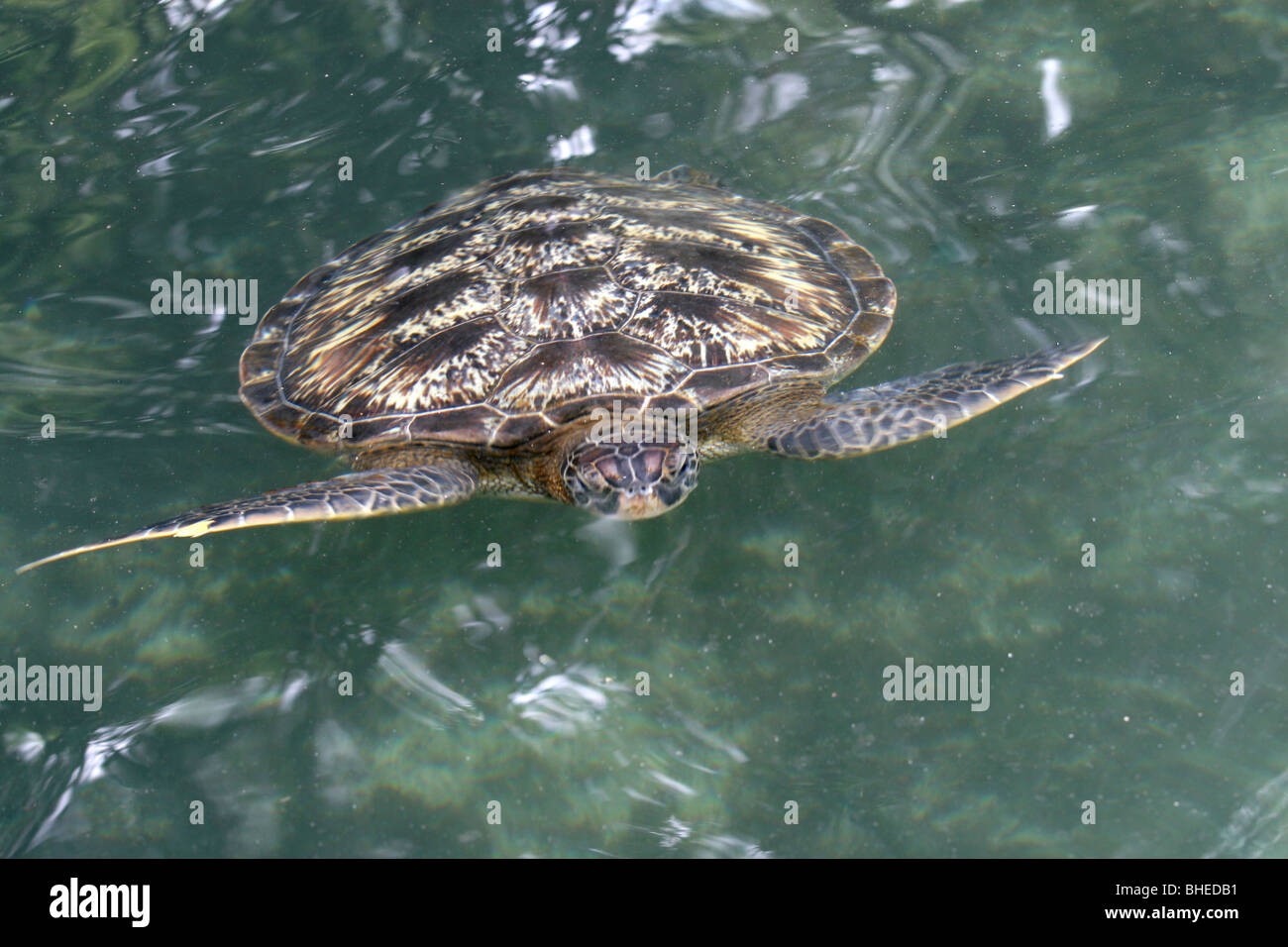 Green sea turtle (Chelonia mydas) in the Turtle Conservation aquarium