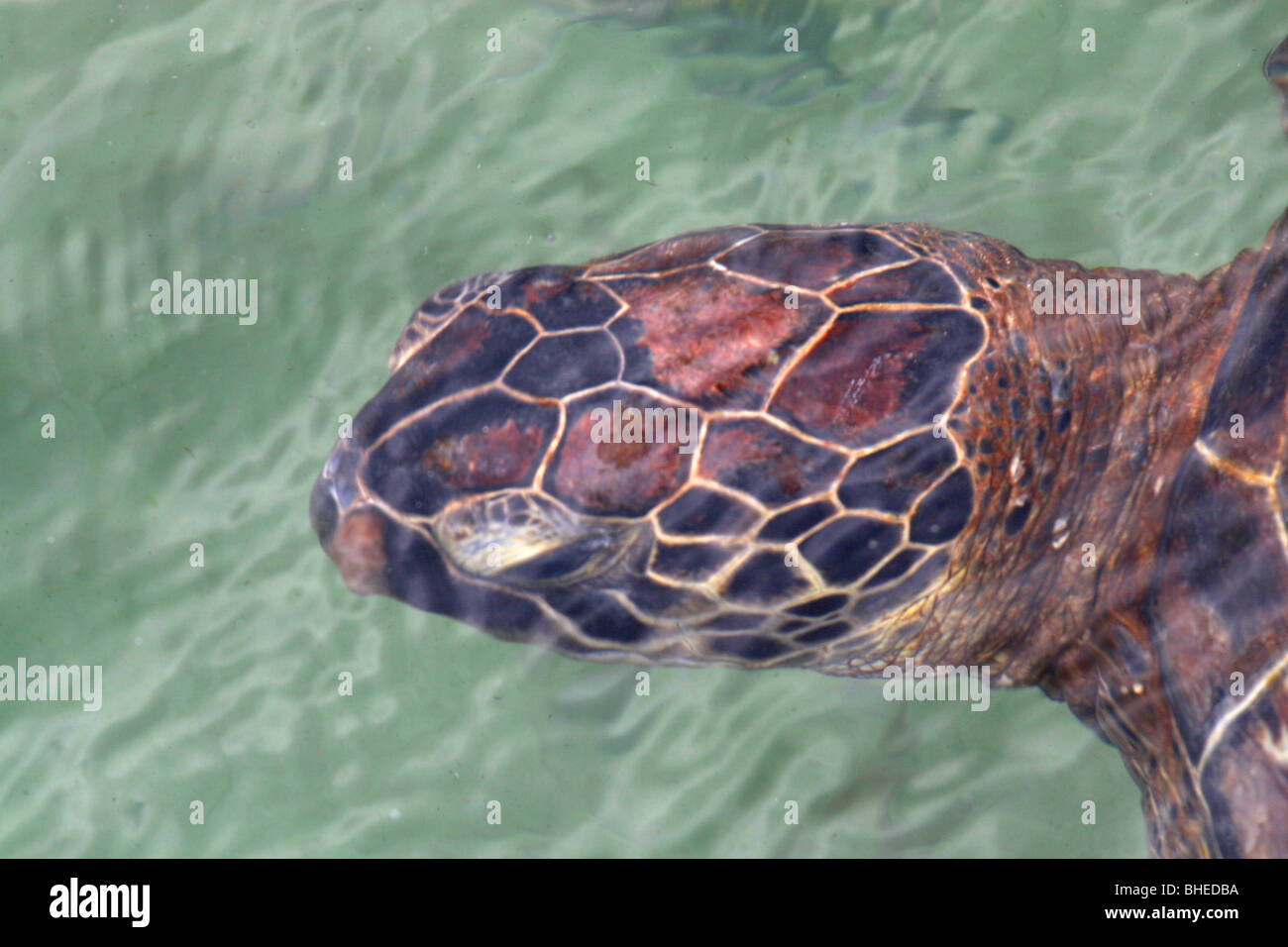 Green sea turtle (Chelonia mydas) in the Turtle Conservation aquarium