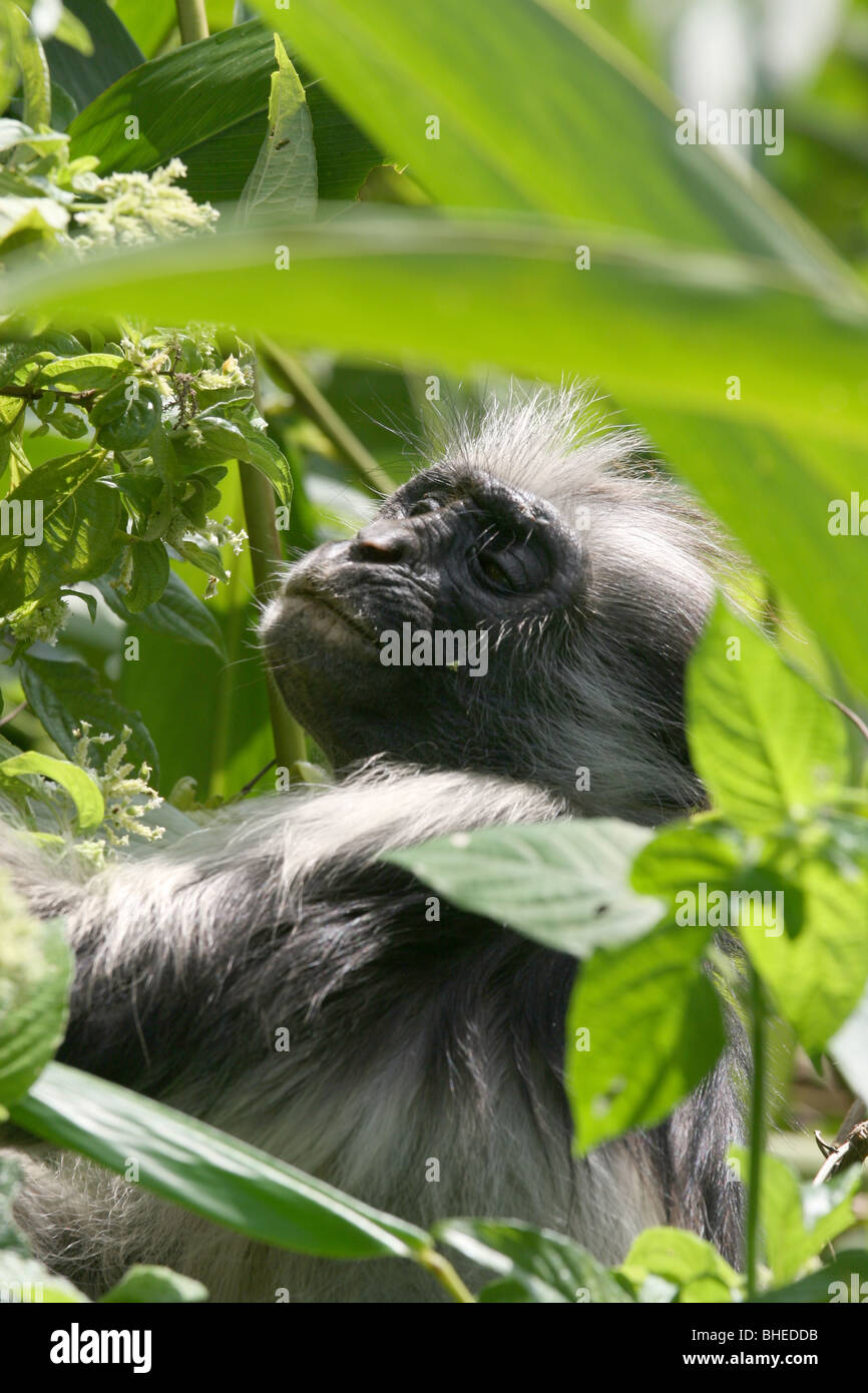 Endangered Red Colobus monkey (Procolobus kirkii) in Jozani Forest, Zanzibar. Stock Photo