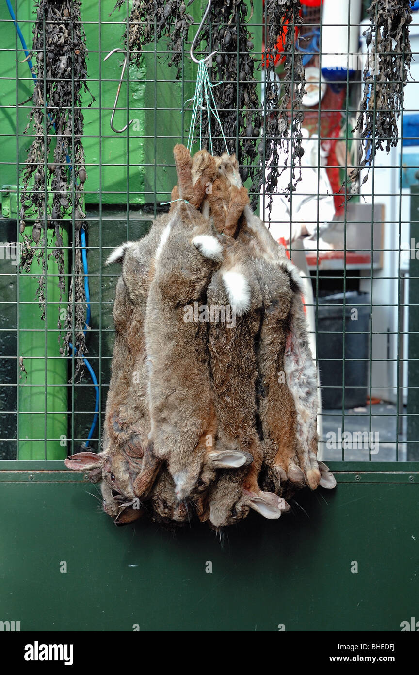 Dead rabbits hanging hires stock photography and images Alamy