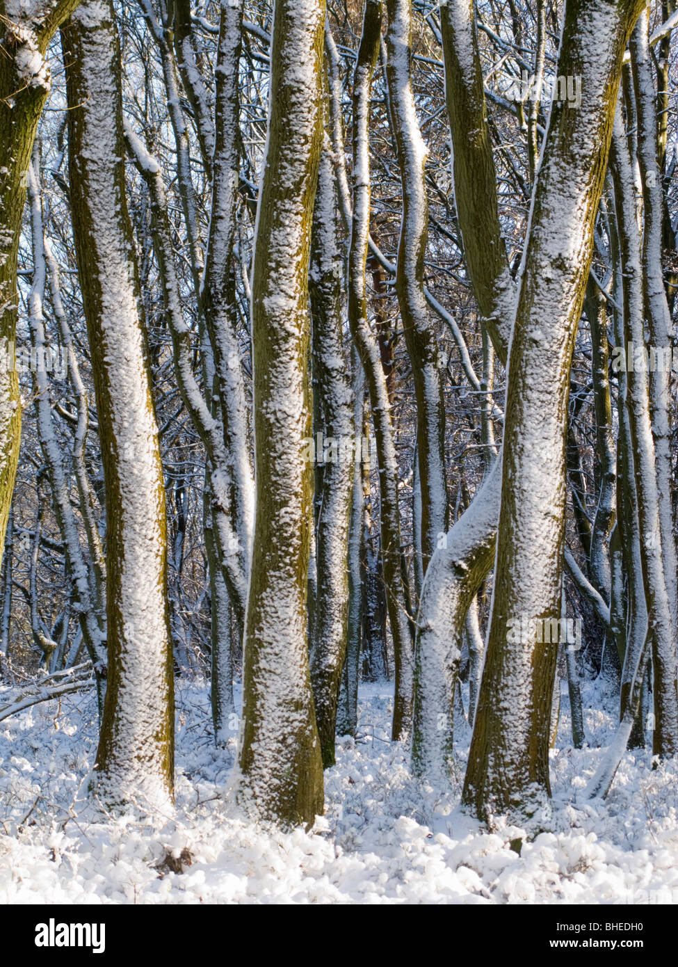 Windblown snow on trees. Surrey, UK Stock Photo