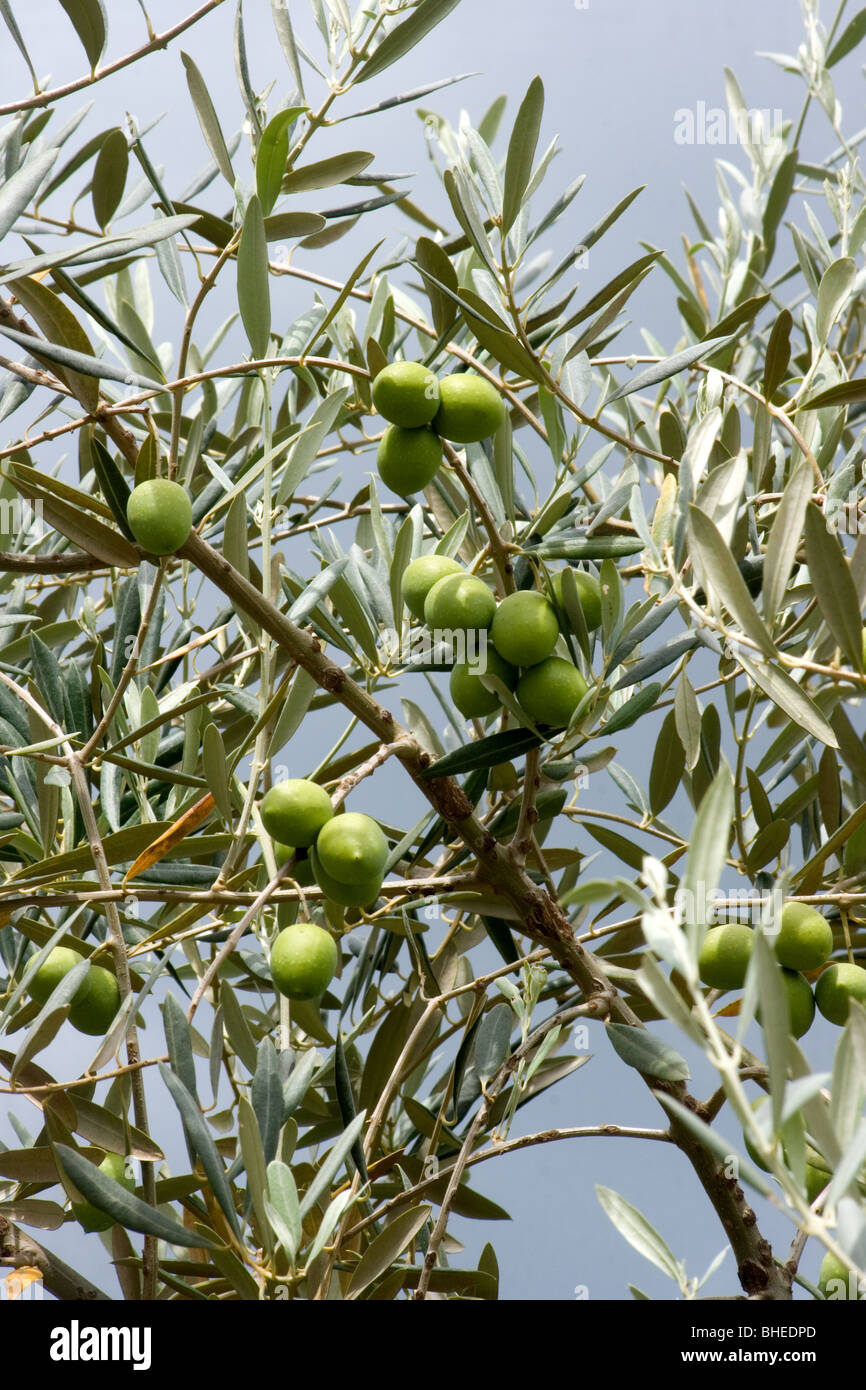 Olive tree bearing fruit Stock Photo Alamy