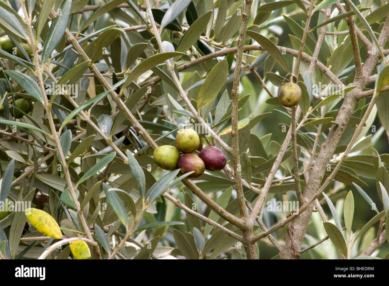 Olive tree bearing fruit Stock Photo Alamy