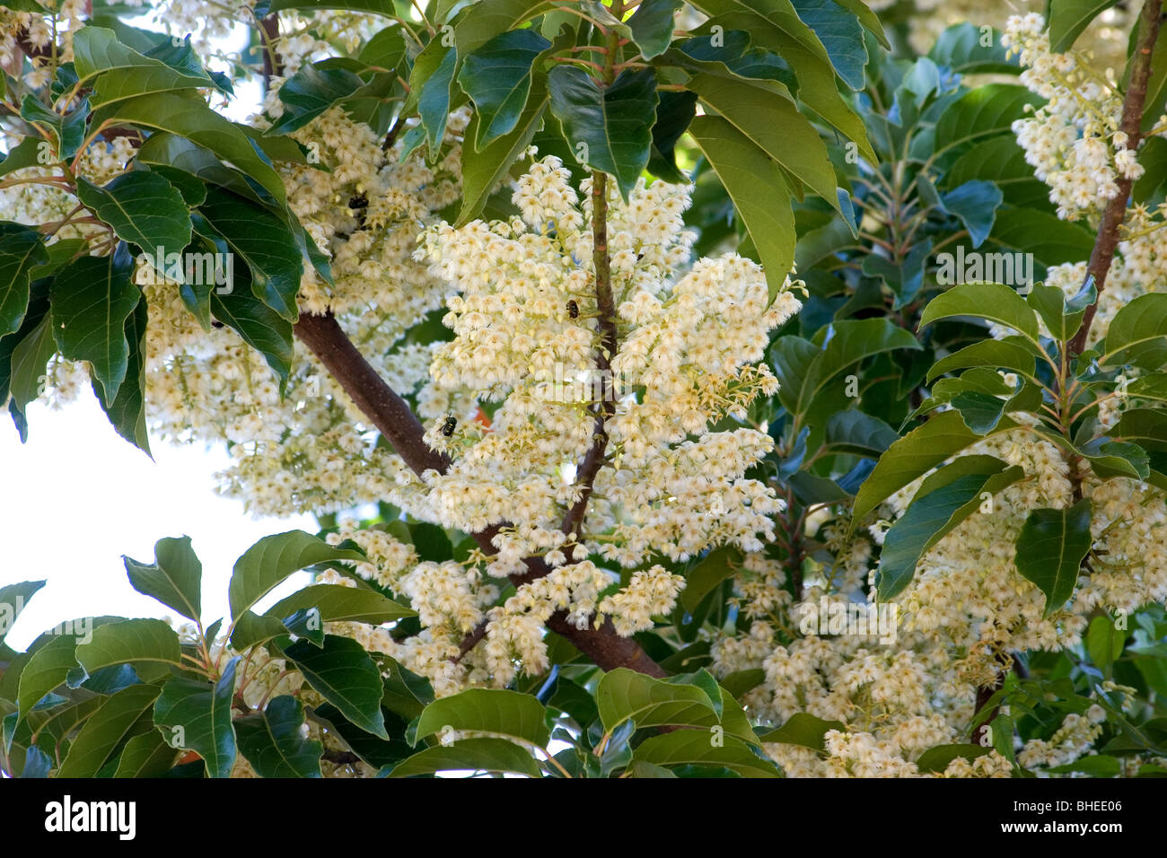Fruit tree in bloom Stock Photo Alamy