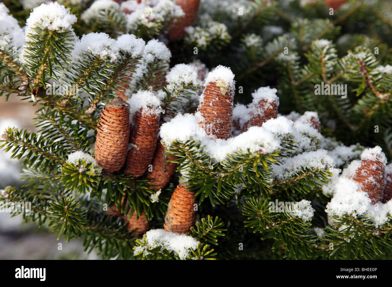 Abies koreana fir cones under snow Stock Photo