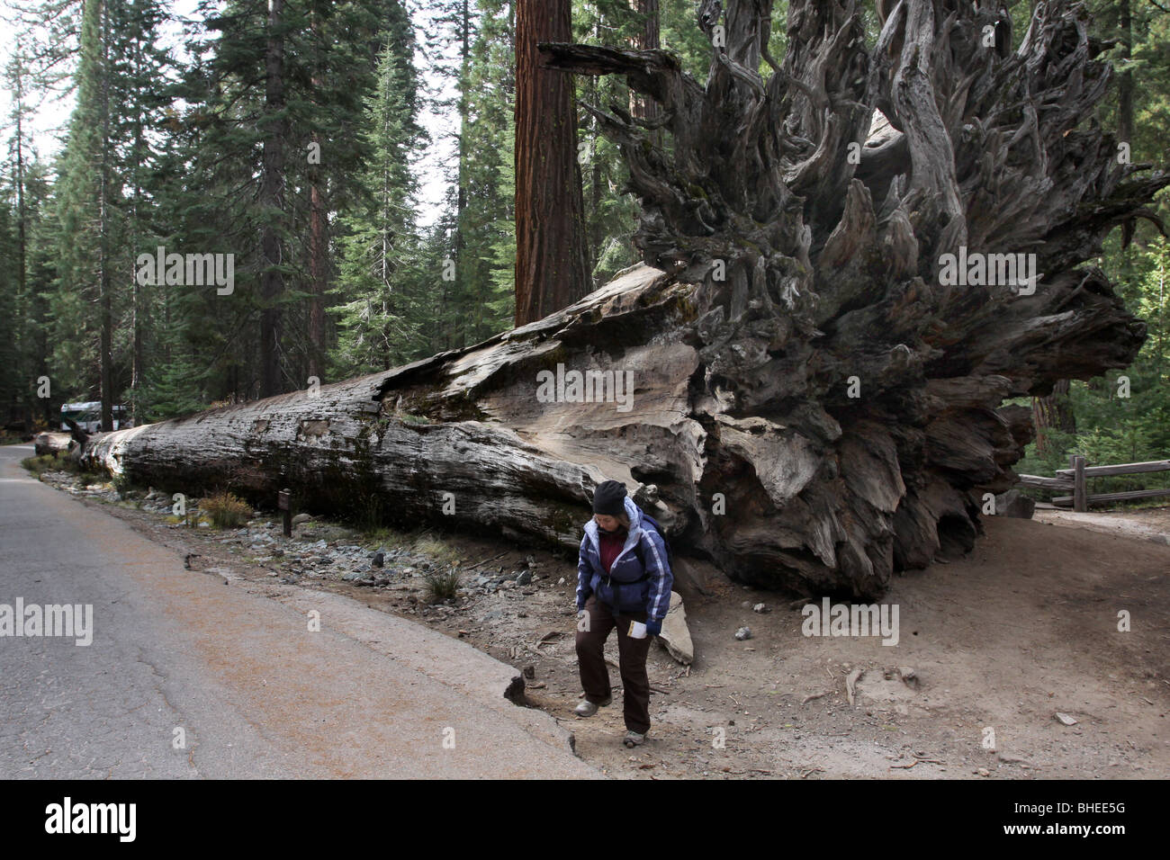 fallen tree roots Sequoia tree hiker Mariposa Grove Yosemite National Park Stock Photo