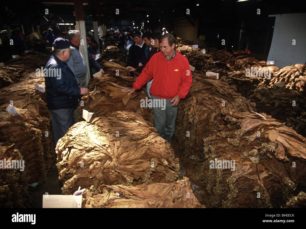 Tobacco buyers bid on bundles of tobacco during the annual tobacco auctions  April 7, 1998 in Hughesville, MD Stock Photo