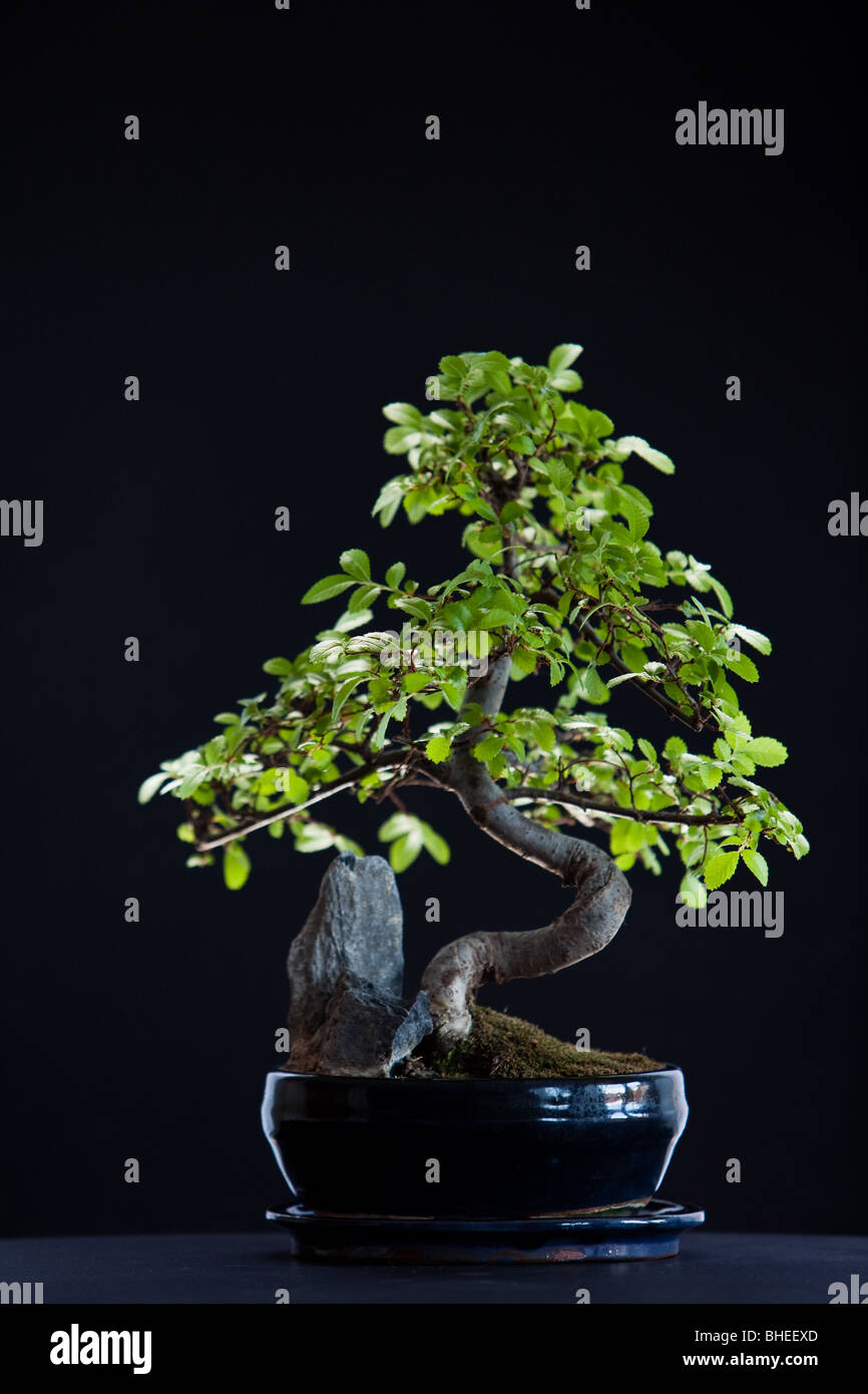 Bonsai wire hi-res stock photography and images - Alamy