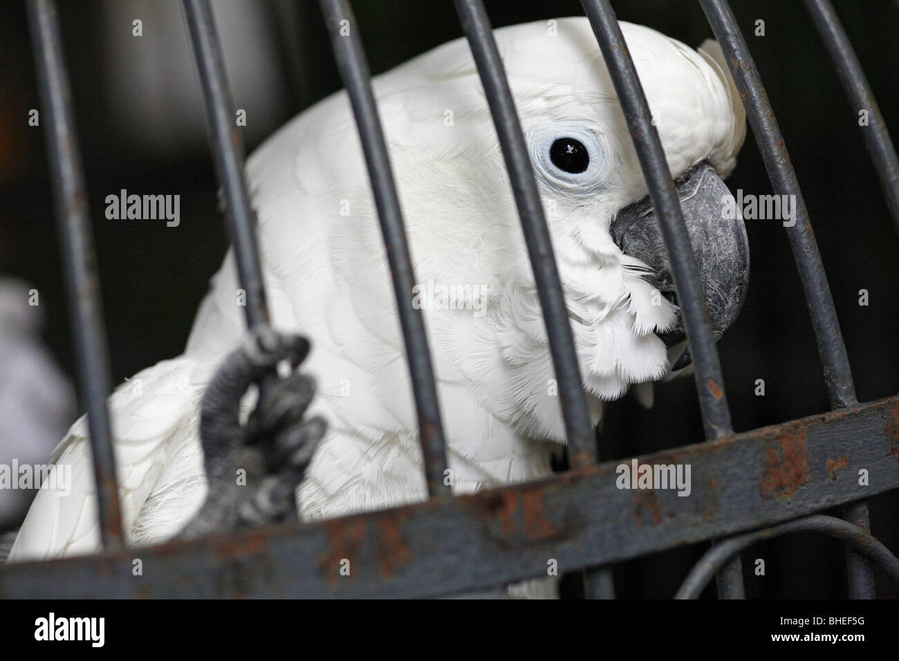 White Cockatoo bird in a cage Stock Photo Alamy