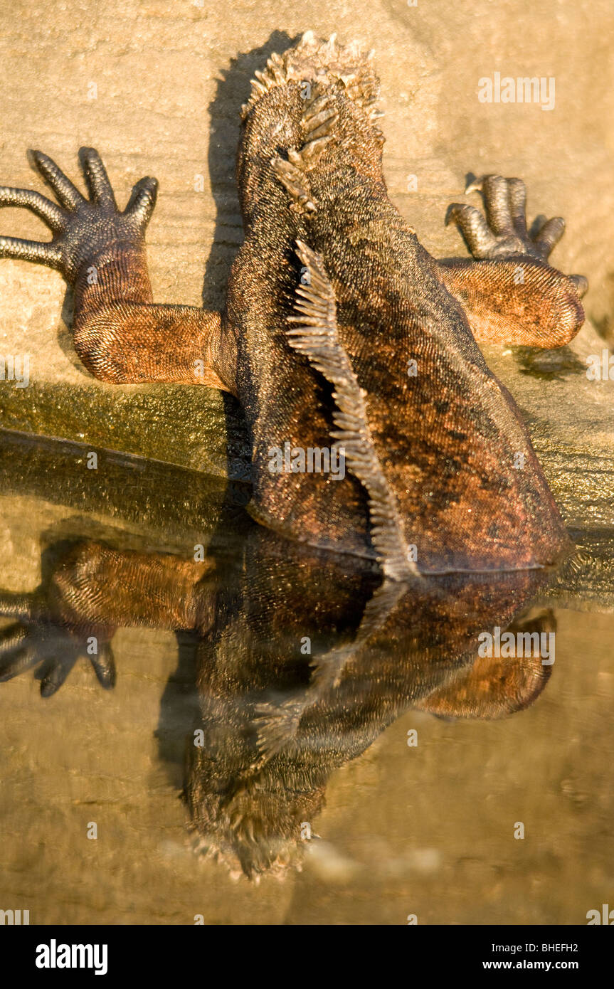 Galapagos marine iguana Stock Photo