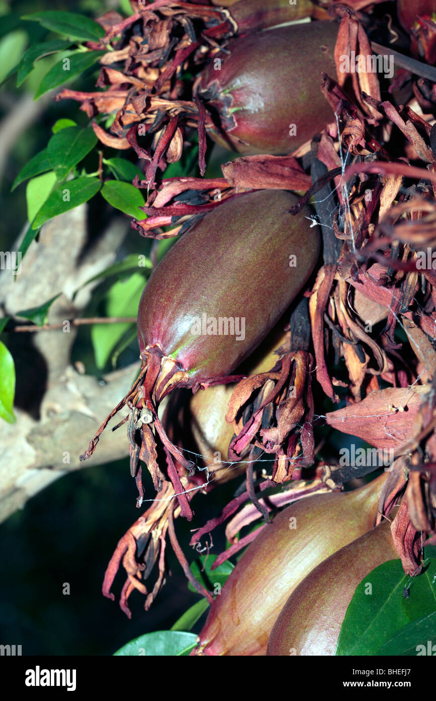 Fruit of the Spear Lily/Giant Spear/Flame Lily /Giant Rosette Plant/Gymea Lily [vulnerable]-Doryanthes palmeri- Family Agavaceae Stock Photo