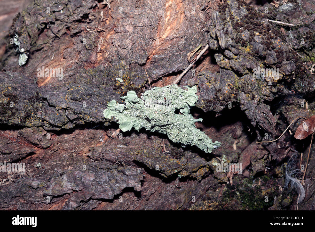 Thallus foliose, green-grey lichen of Genus Xanthoparmelia- Family Parmeliaceae Stock Photo
