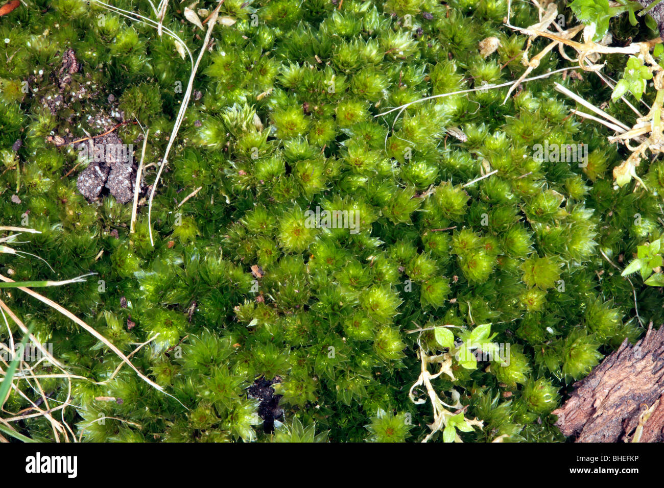 Moss of the genus Rosulabryum with seeds- Family Bryaceae Stock Photo