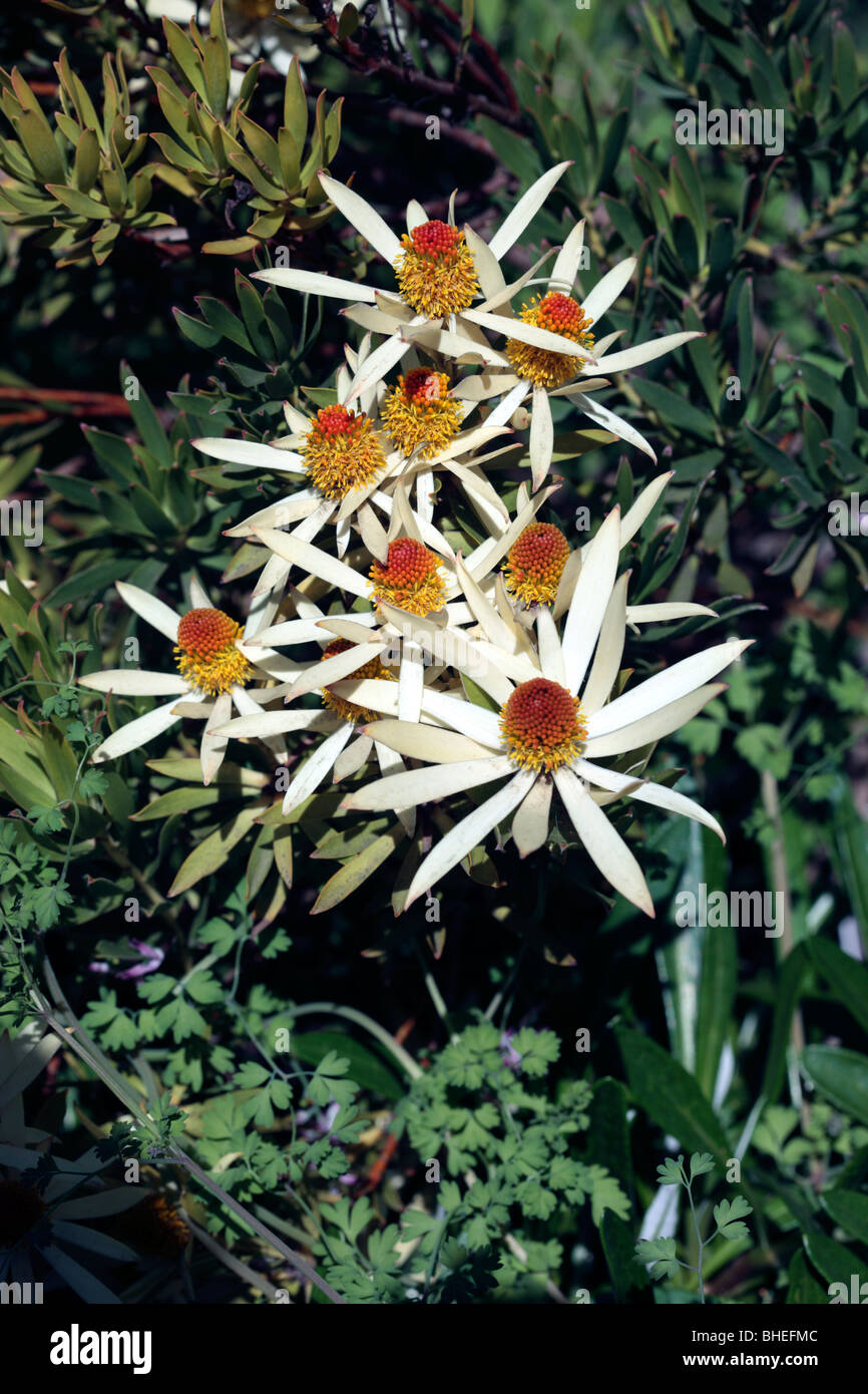 Common Sunshine Conebush-Leucadendron salignum, male flowers- Family Proteaceae Stock Photo