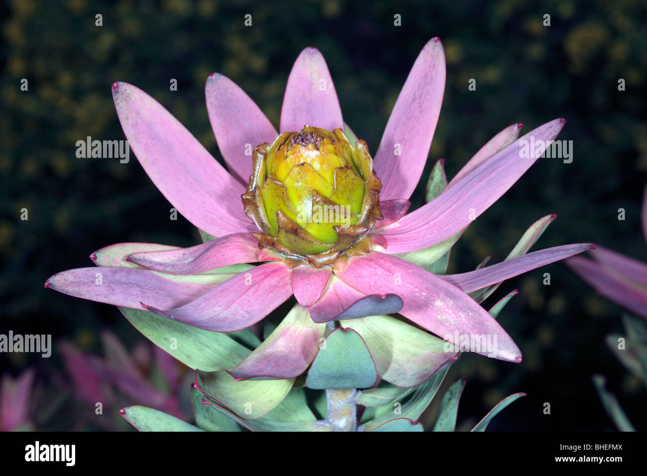 Toffee apple Conebush/Rededged conebush/Spicy Conebush Leucadendron