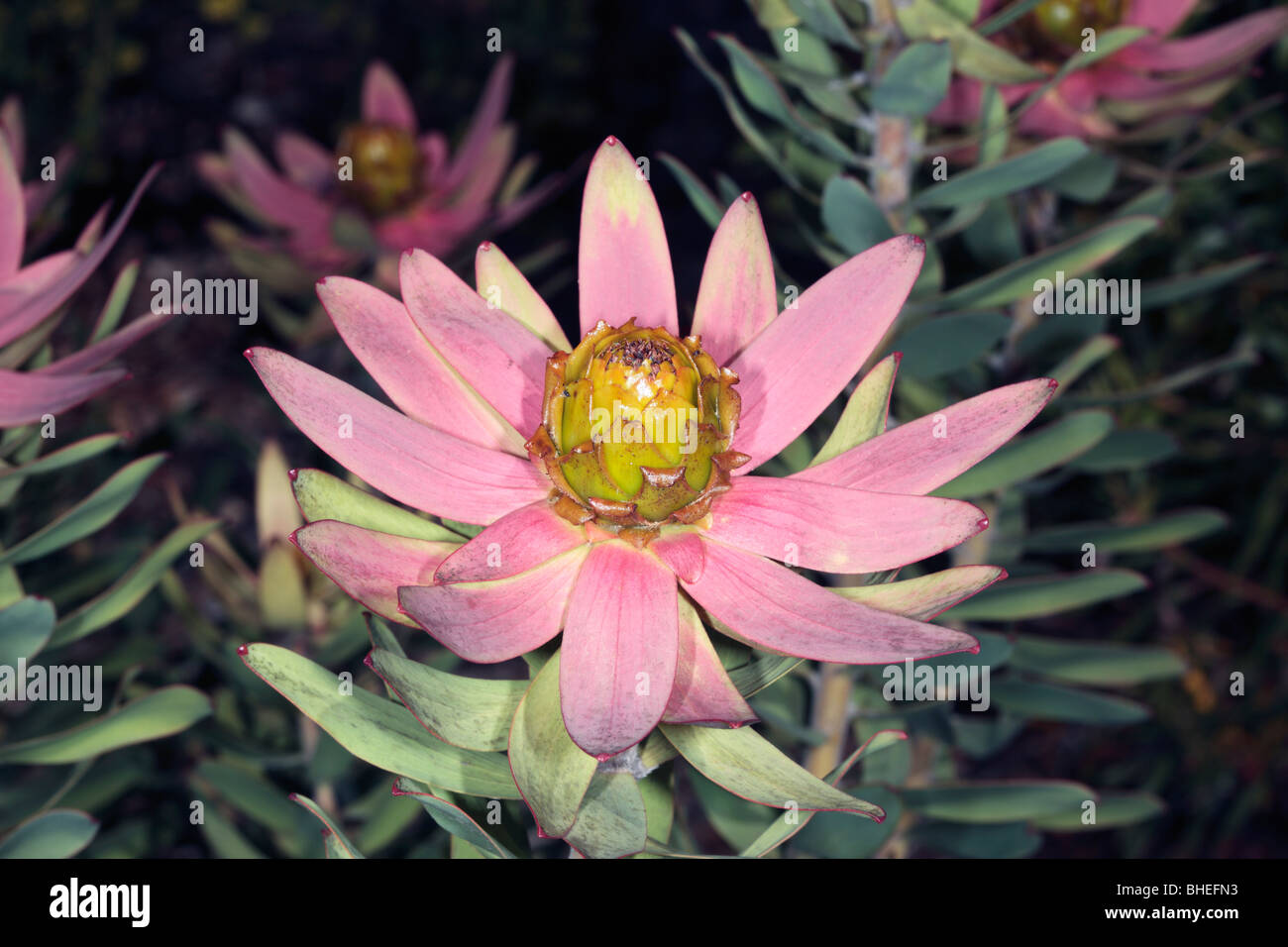 Toffee apple Conebush/Red-edged conebush/Spicy Conebush-Leucadendron tinctum-Close-up of Male flower centre- Family Proteaceae Stock Photo