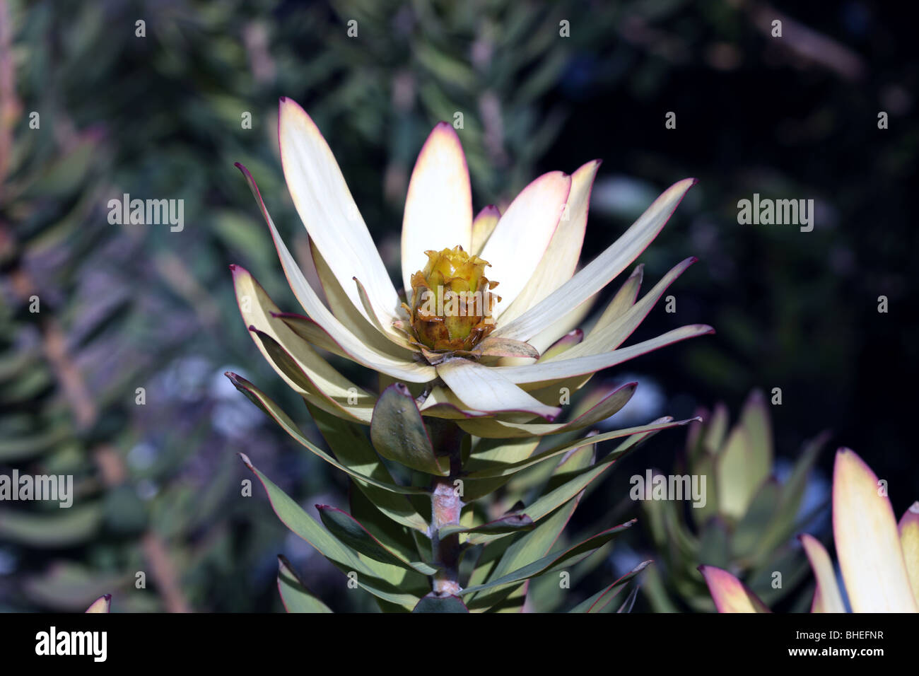 Toffee apple Conebush/Red-edged conebush/Spicy Conebush- Leucadendron tinctum-Close-up of Female flower cntre- Family Proteaceae Stock Photo