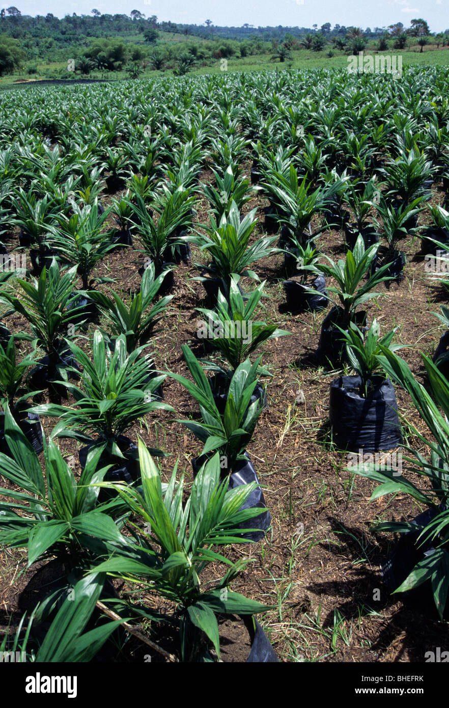 Near Abidjan, Cote d'Ivoire, Ivory Coast, West Africa. Palm Oil Plantation. Palm Oil Seedlings Awaiting Transplanting. Stock Photo