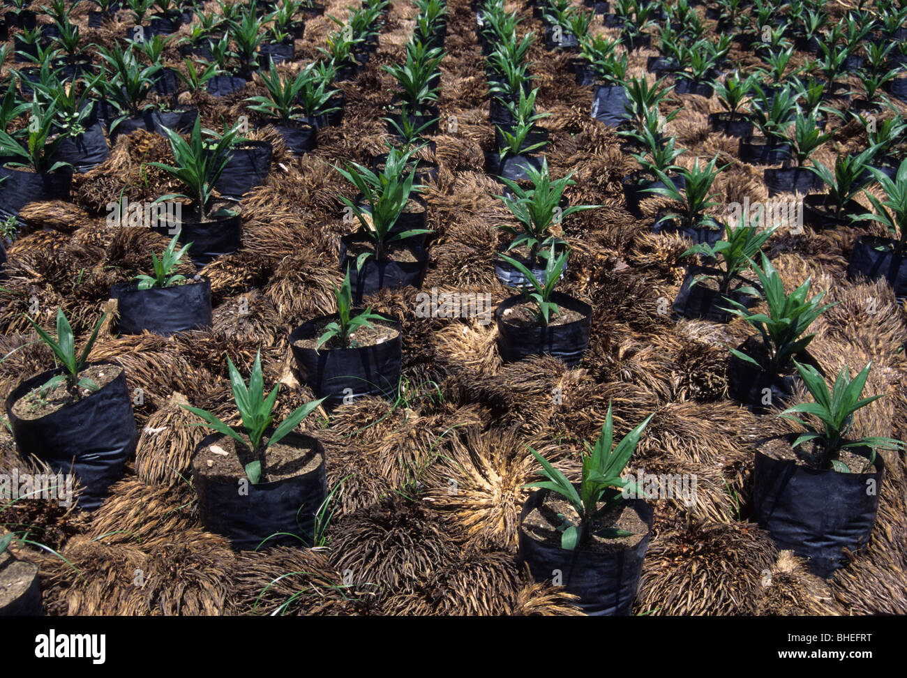 Near Abidjan, Cote d'Ivoire, Ivory Coast, West Africa. Palm Oil Plantation. Palm Oil Seedlings Awaiting Transplanting. Stock Photo