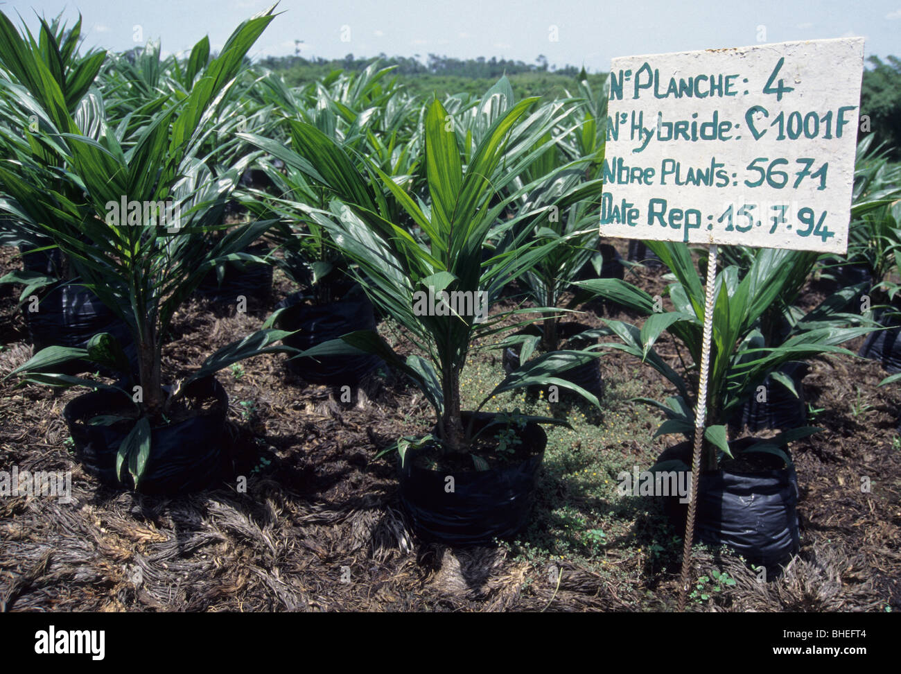 Near Abidjan, Cote d'Ivoire, Ivory Coast, West Africa. Palm Oil Plantation. Palm Oil Seedlings Awaiting Transplanting. Stock Photo