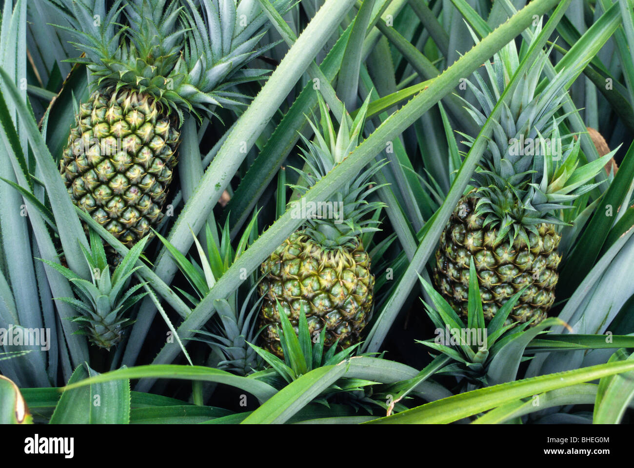 Africa pineapple farm hires stock photography and images Alamy