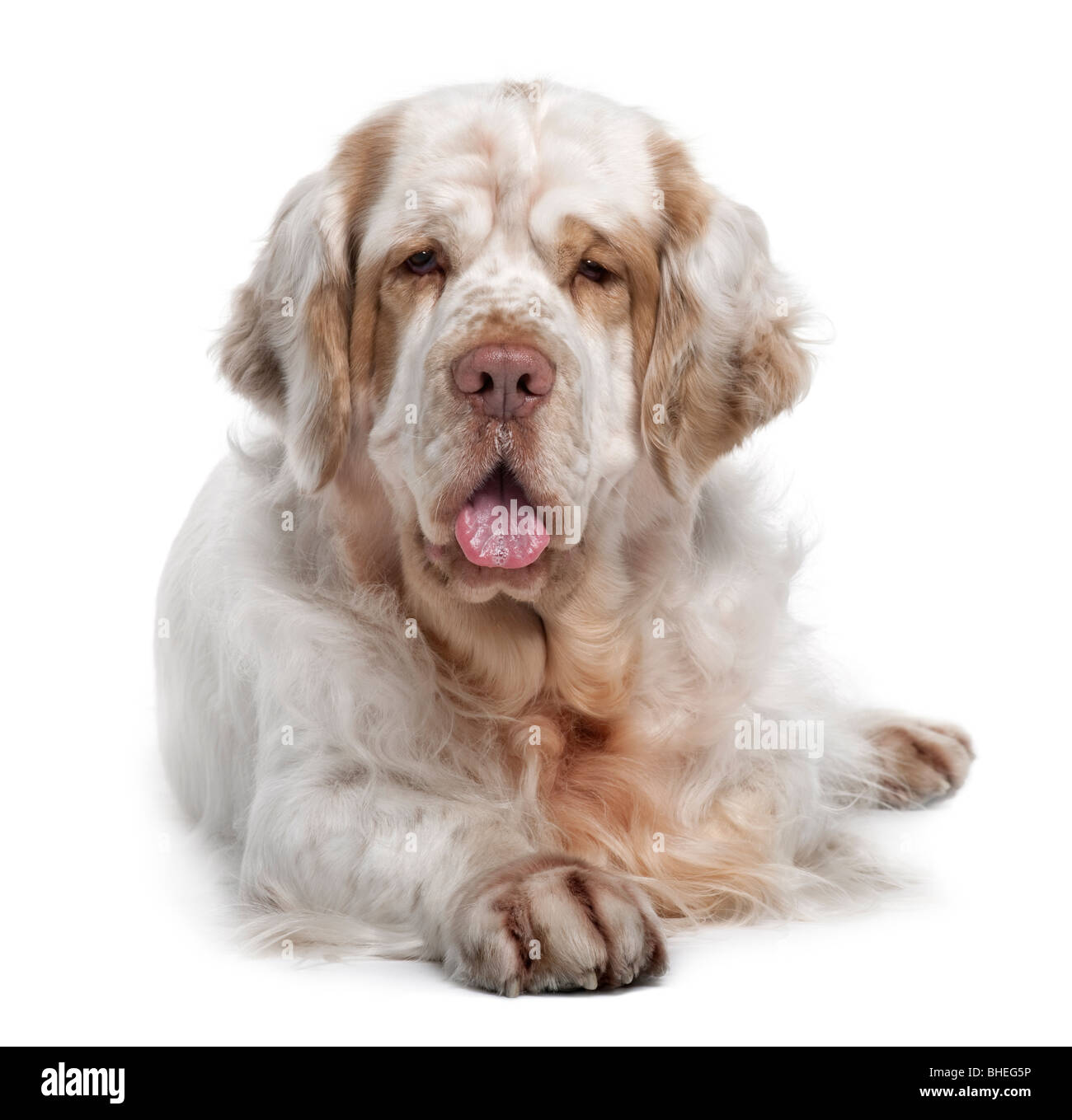 Clumber Spaniel dog, 5 years old, lying in front of white background Stock Photo