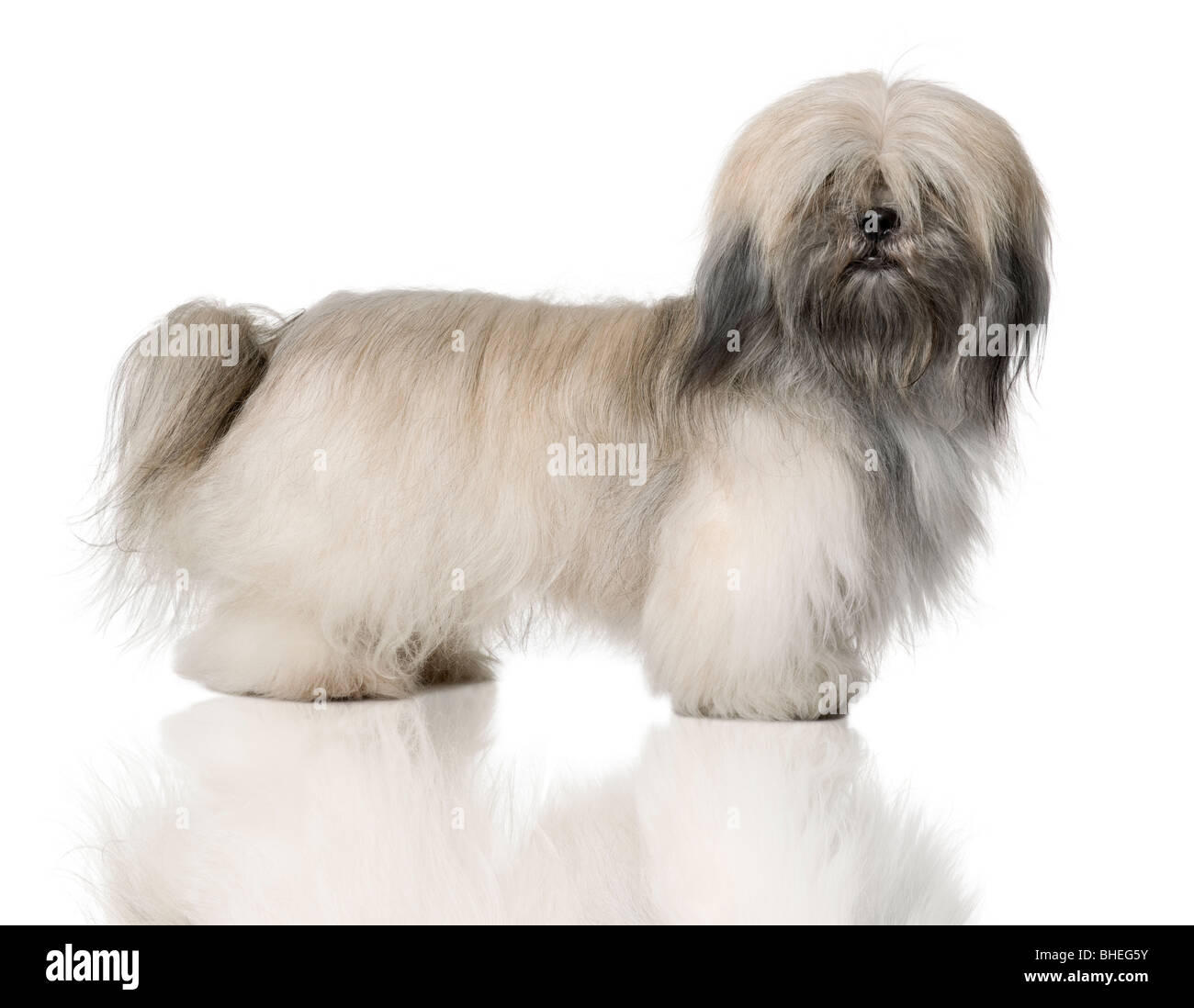 Lhasa Apso, 18 Months Old, standing in front of white background Stock Photo