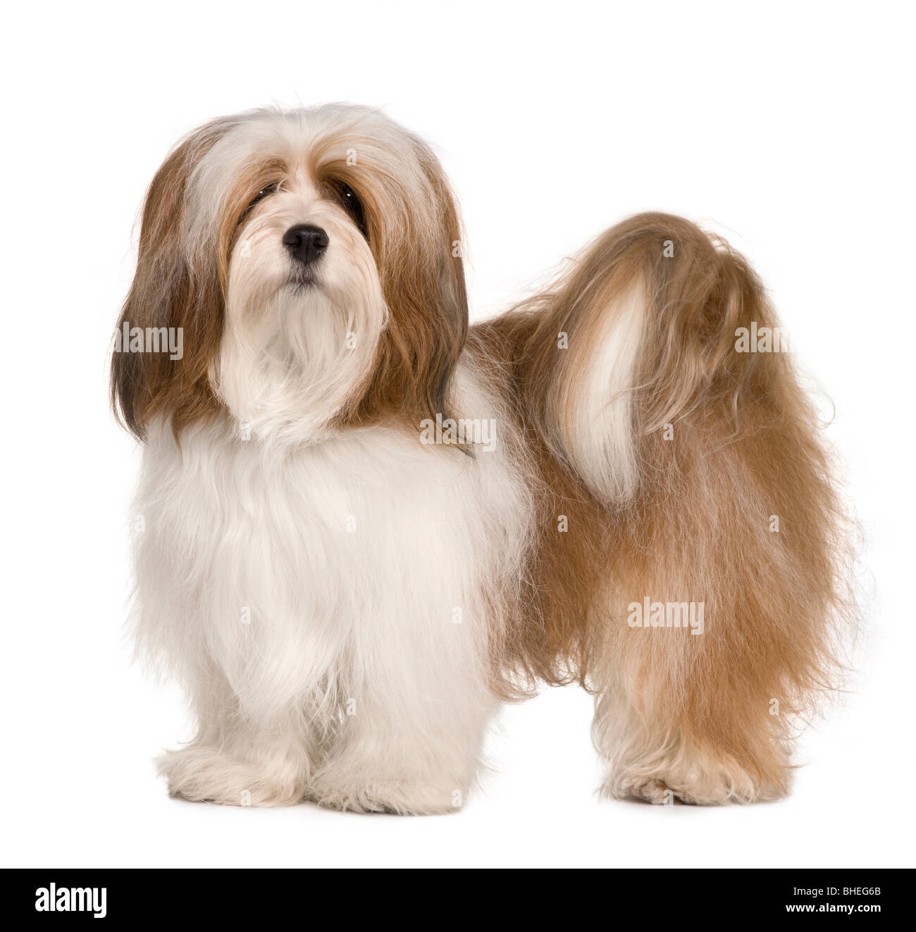 Lhasa apso, 1 year old, standing in front of white background Stock Photo