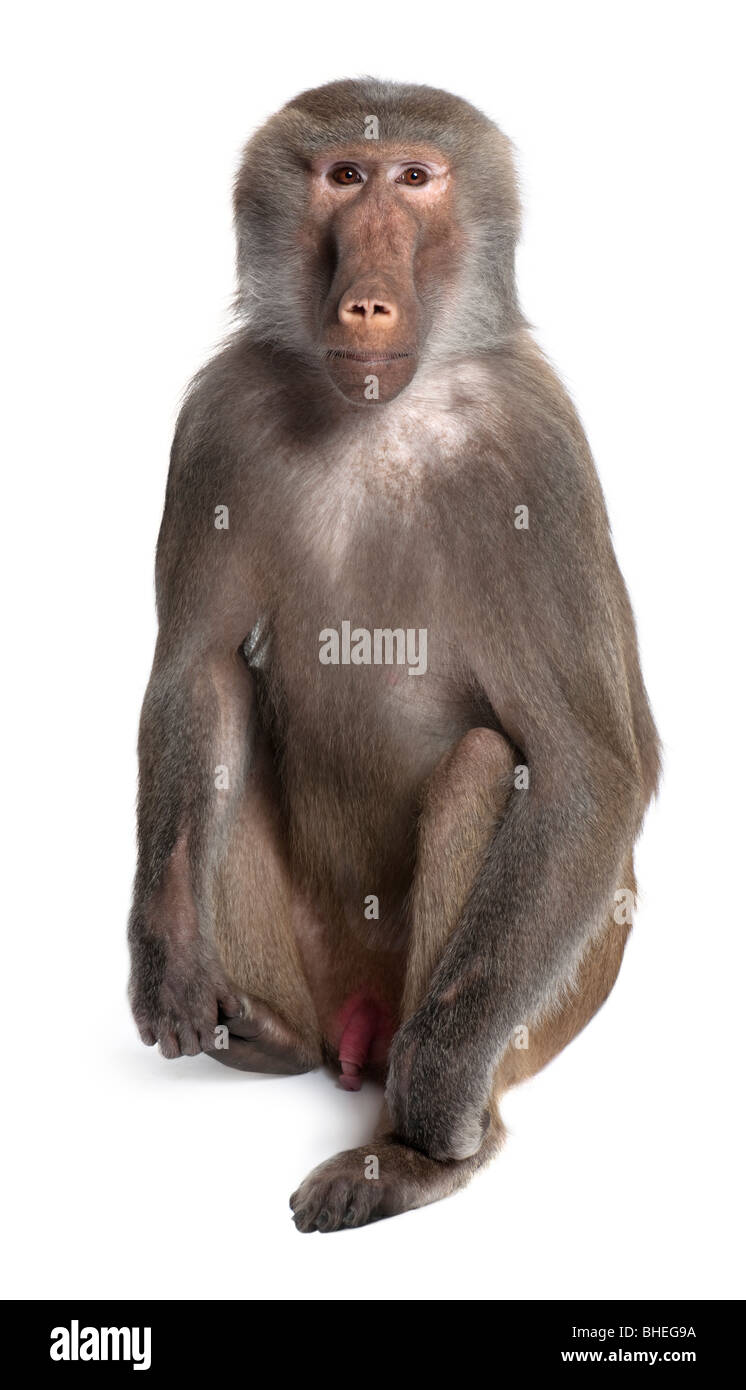 Baboon, Simia hamadryas, sitting in front of white background Stock Photo