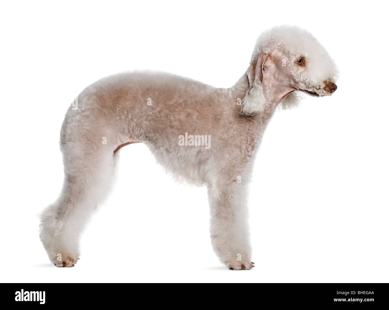 Are Bedlington Terriers Rare