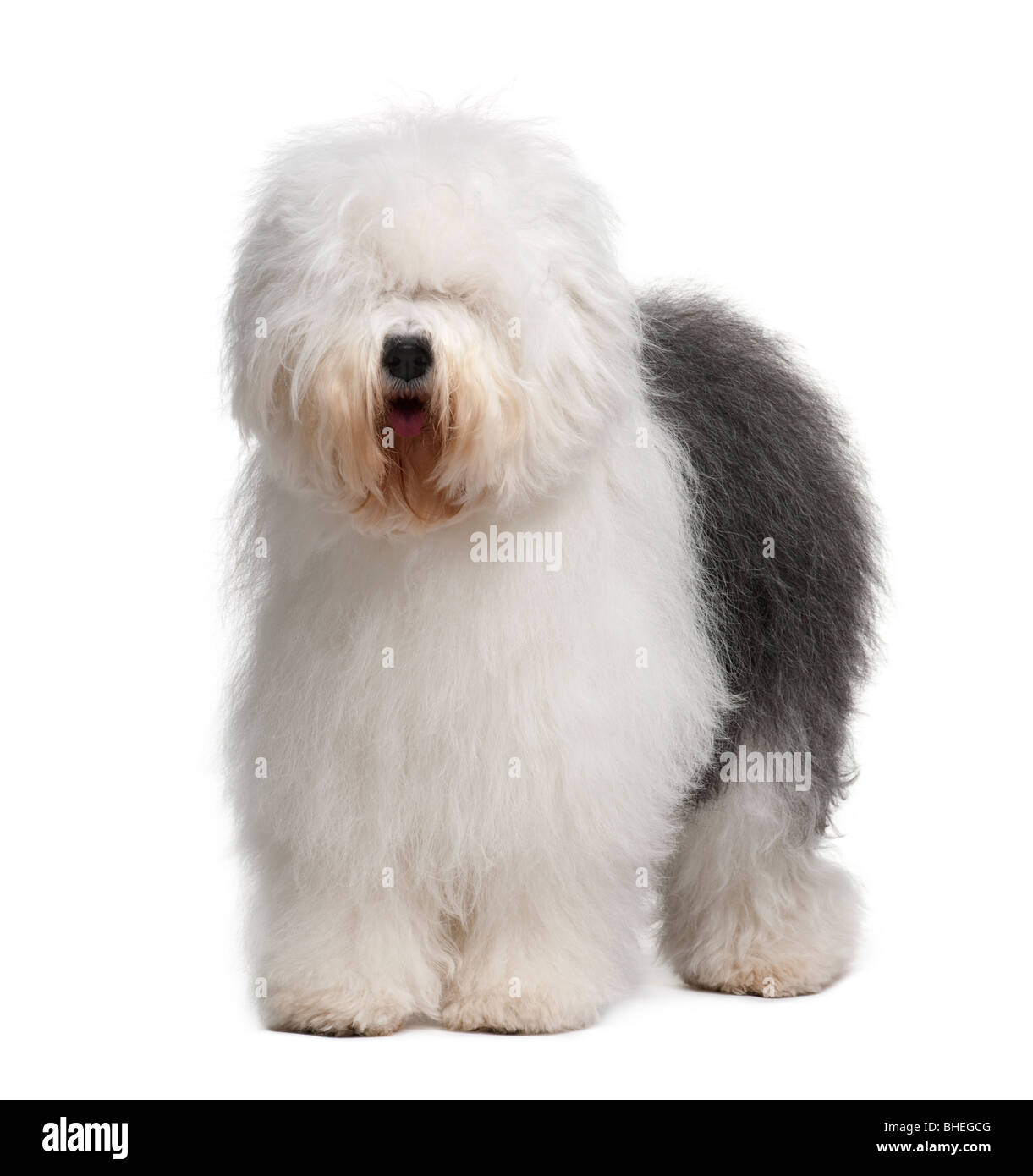 Old English Sheepdog, 3 Years old, standing in front of white background Stock Photo