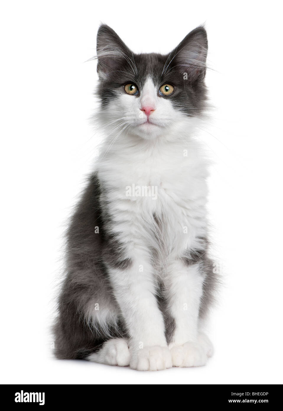 Norwegian Forest Cat kitten, 4 months old in front of a white