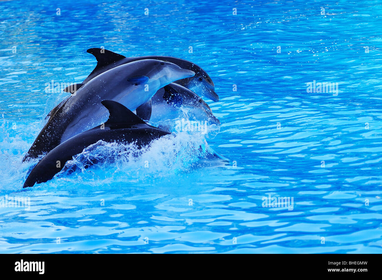 Dolphin show in Loro Parque, Tenerife, Canary Islands, Spain Stock Photo
