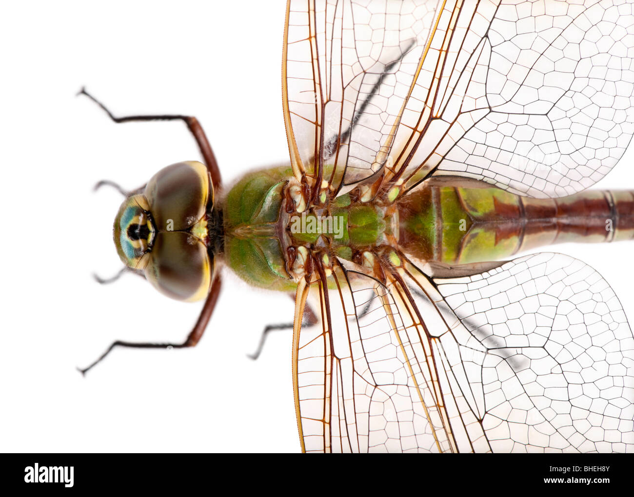 High angle view of old Emperor dragonfly, Anax imperator, in front of white background Stock Photo