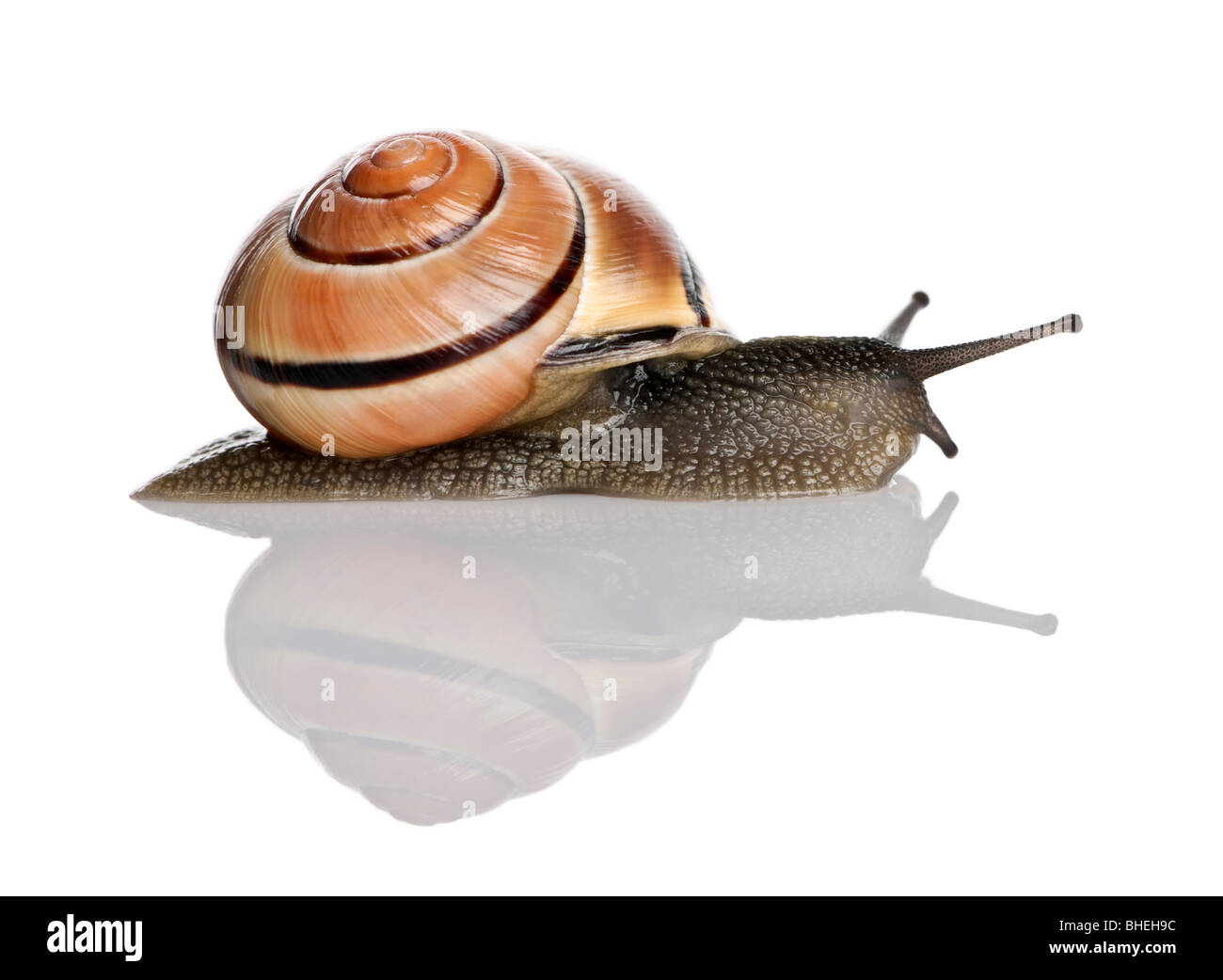 Garden snail in front of a white background, studio shot Stock Photo ...
