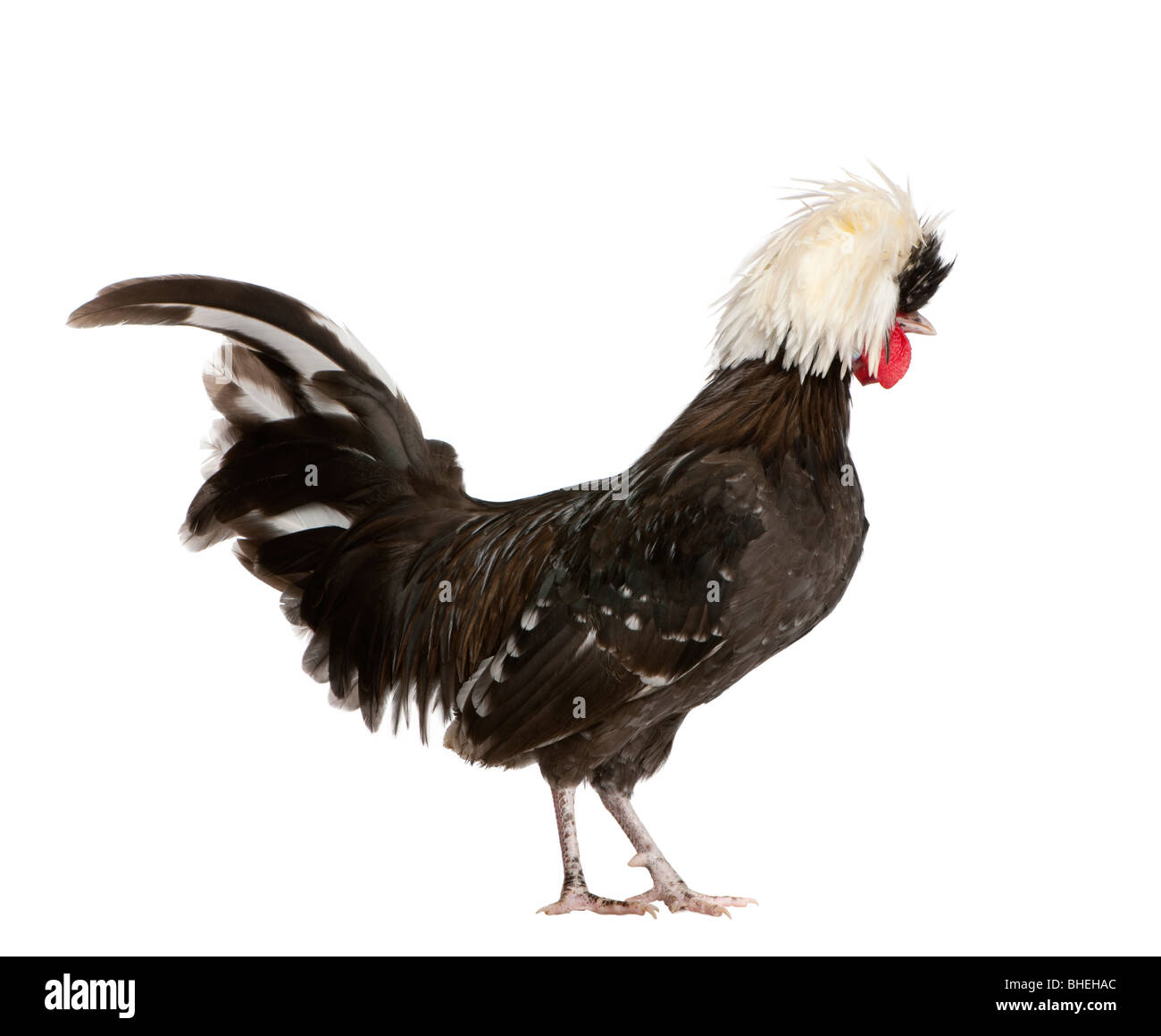 Holland dwarf rooster white-crested chicken, 5 months old, standing in front of white background Stock Photo