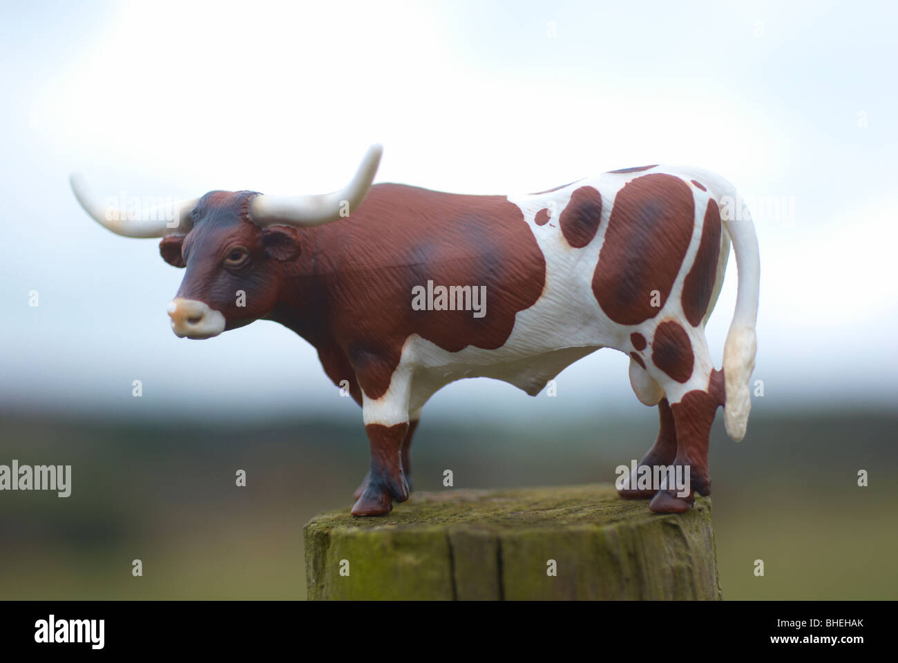 Texas longhorn plastic model cow photographed outside in a field. Stock Photo