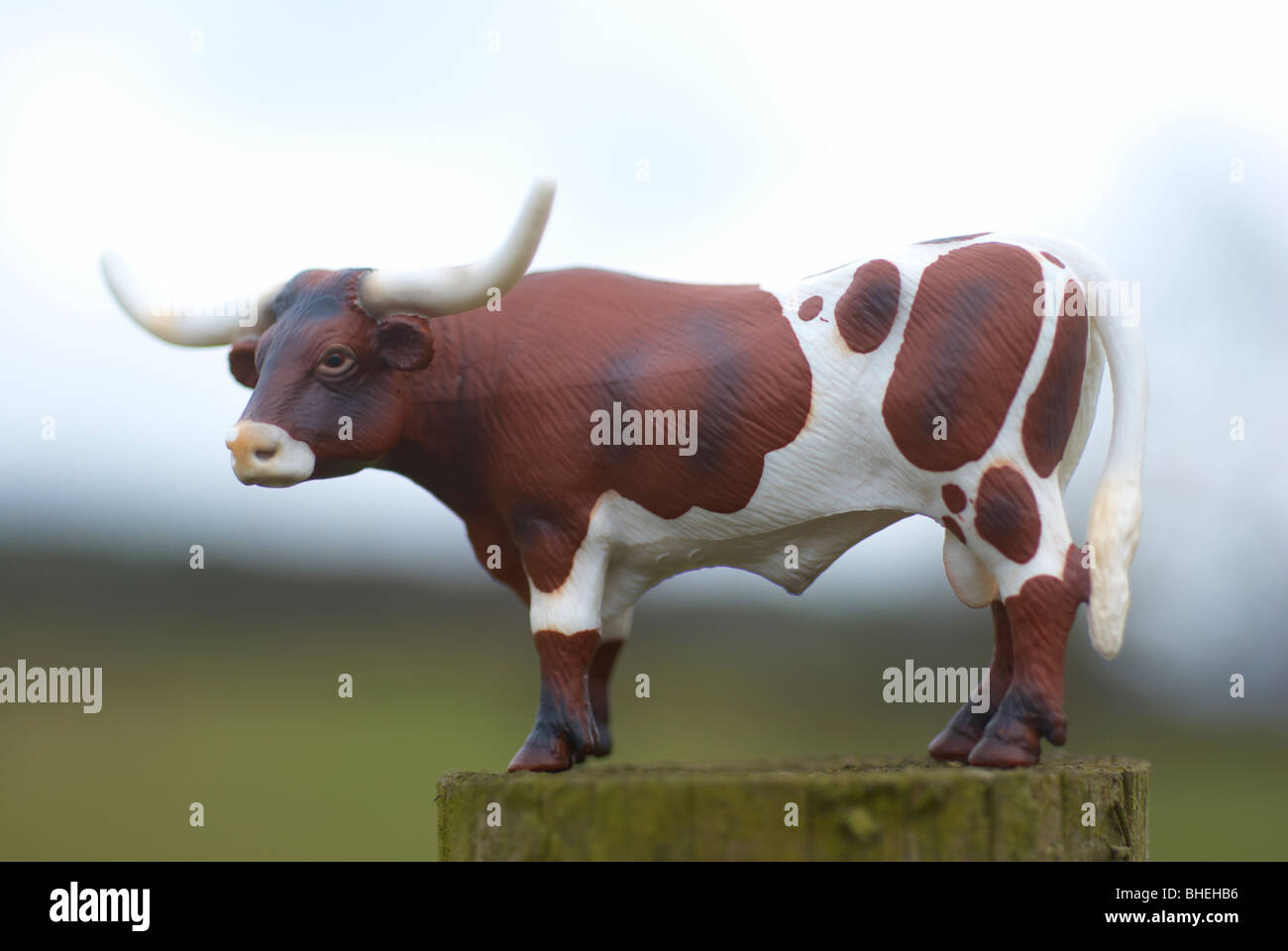 Texas longhorn plastic model cow photographed outside in a field. Stock Photo