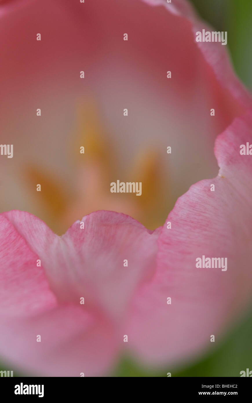 Close up detail tulip hi-res stock photography and images - Alamy