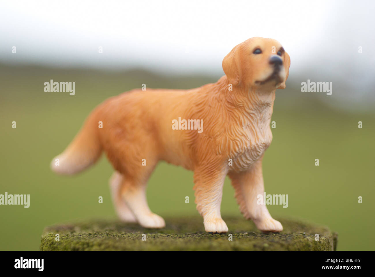 Tan golden retriever hi-res stock photography and images - Page 3 - Alamy, image size:1300x960