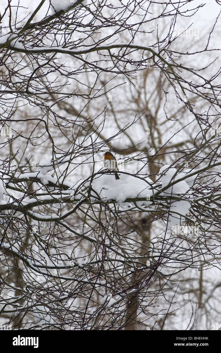 Robin in garden tree Stock Photo Alamy