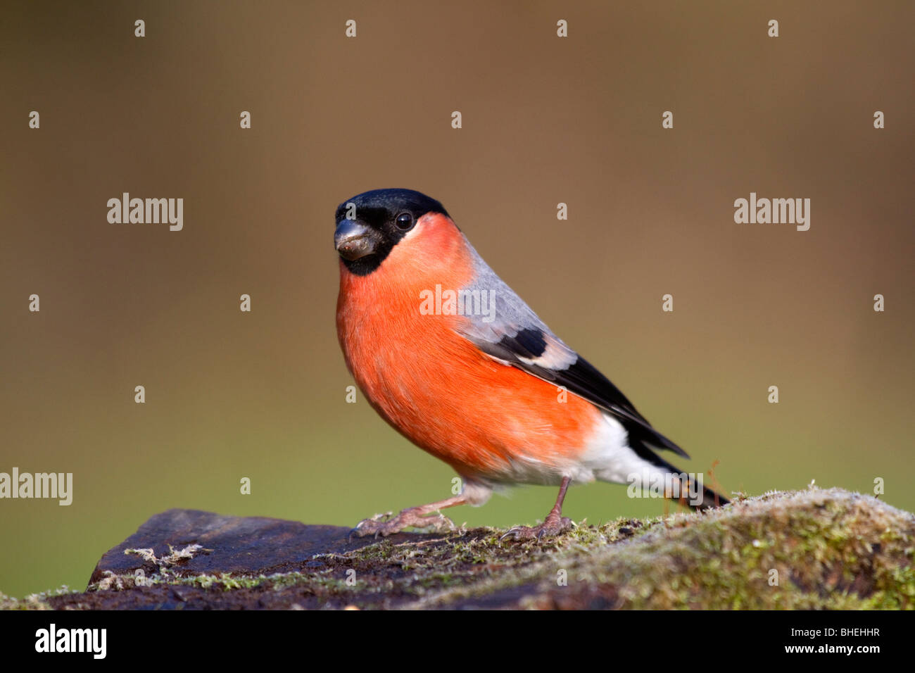Bullfinch; Pyrrhula pyrrhula; male; Stock Photo