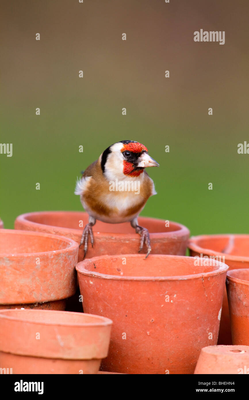Goldfinch; Carduelis carduelis; on garden plant pot Stock Photo