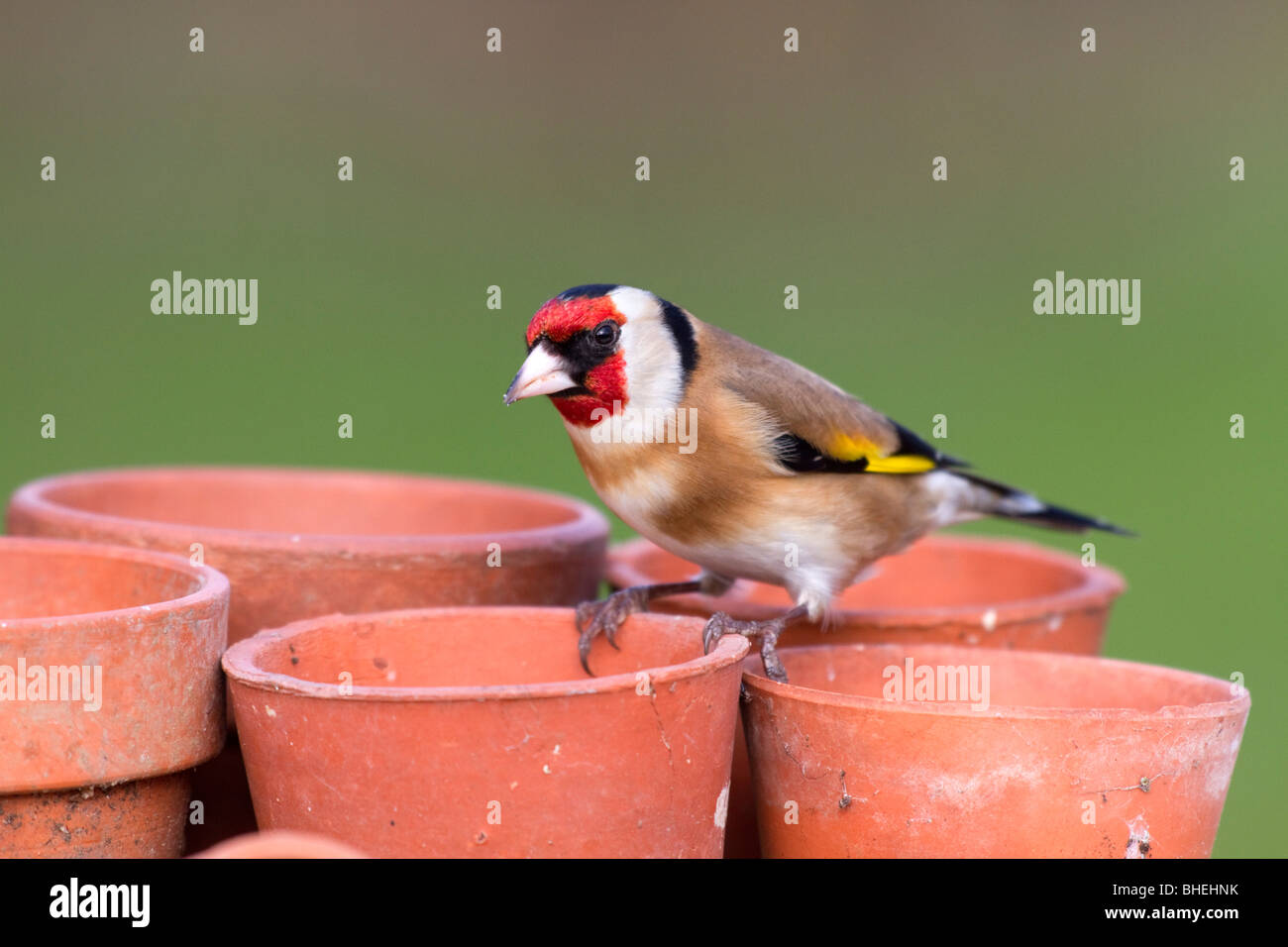 Goldfinch; Carduelis carduelis; on garden plant pot Stock Photo