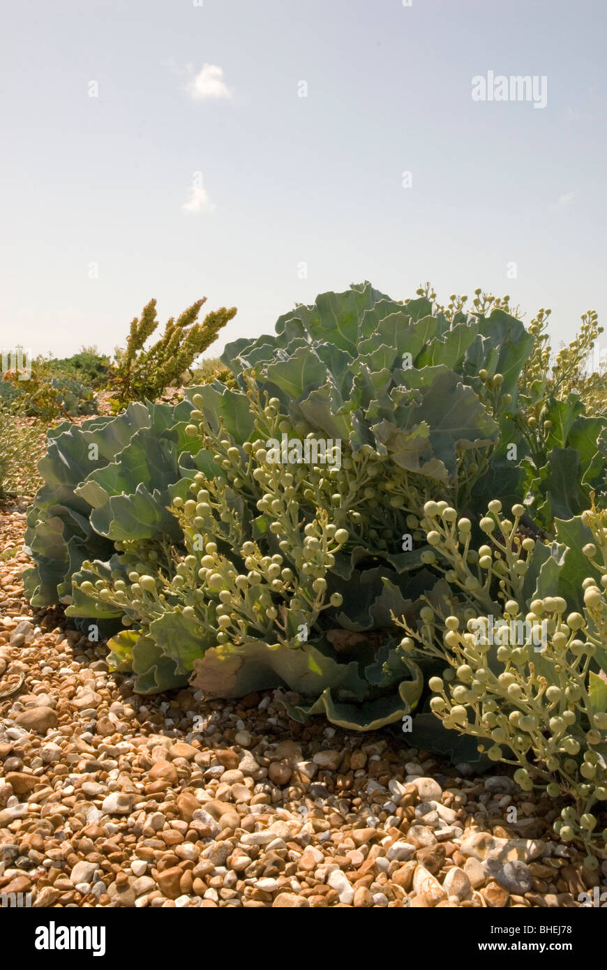 Portrait image of sea kale on a pebble beach at Dungeness, Kent, taken on a sunny day. Stock Photo