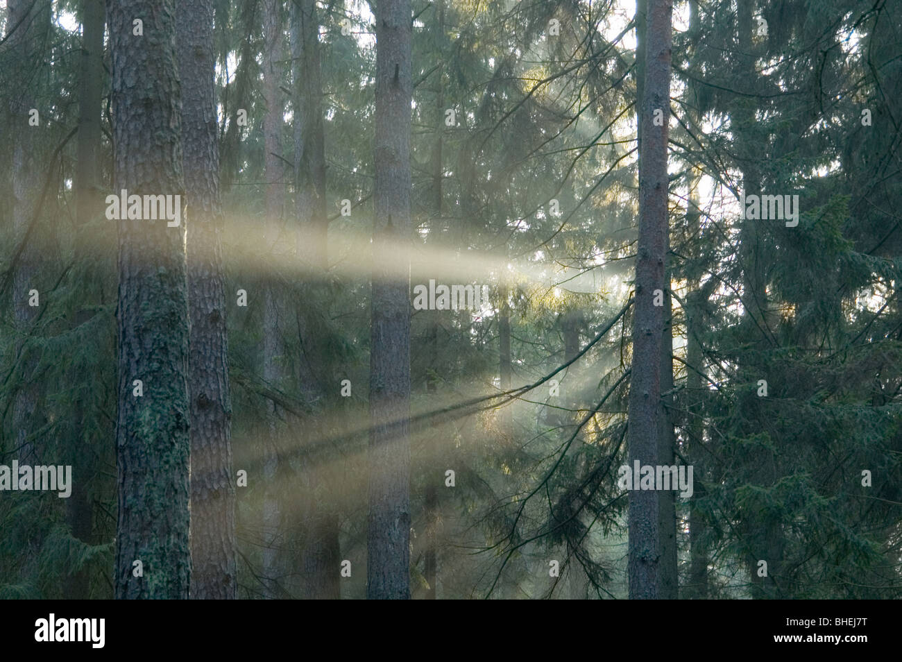 Sunny morning in the forest Stock Photo - Alamy
