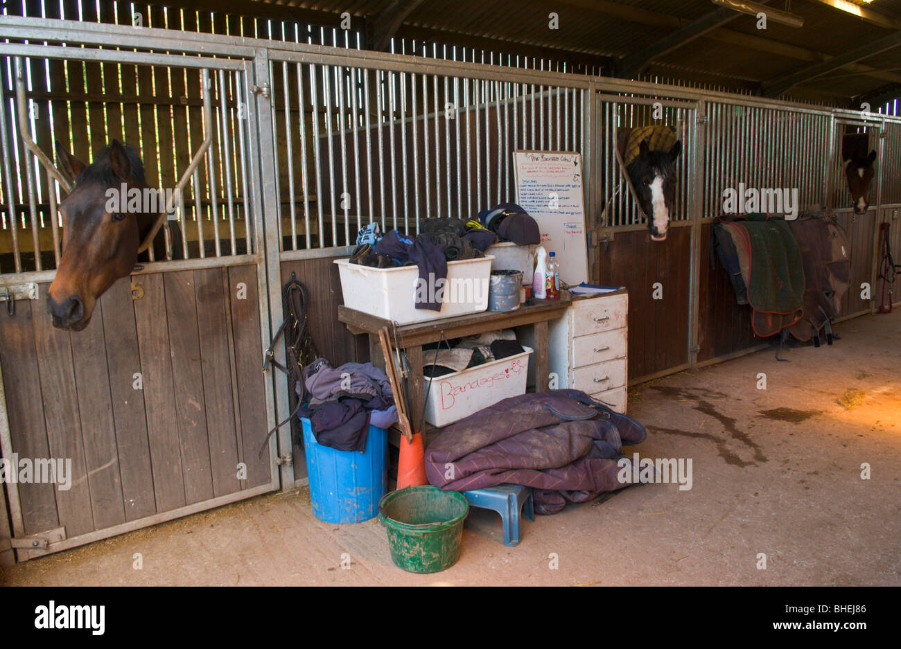Horses in their stables at equestrian centre UK Stock Photo