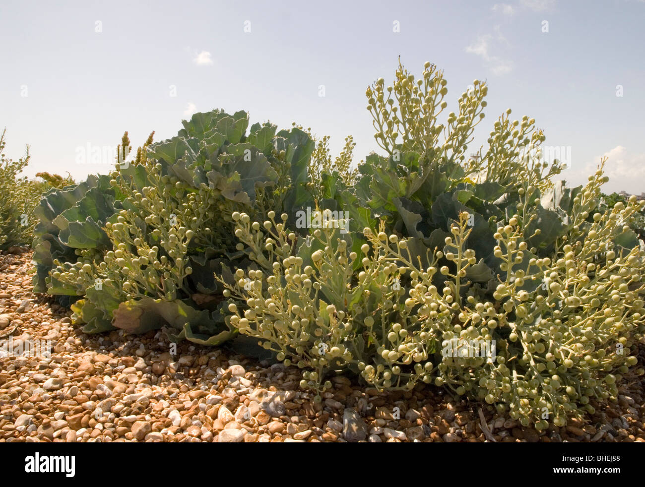 Landscape image of sea kale on a pebble beach at Dungeness, Kent, shot on a sunny day. Stock Photo