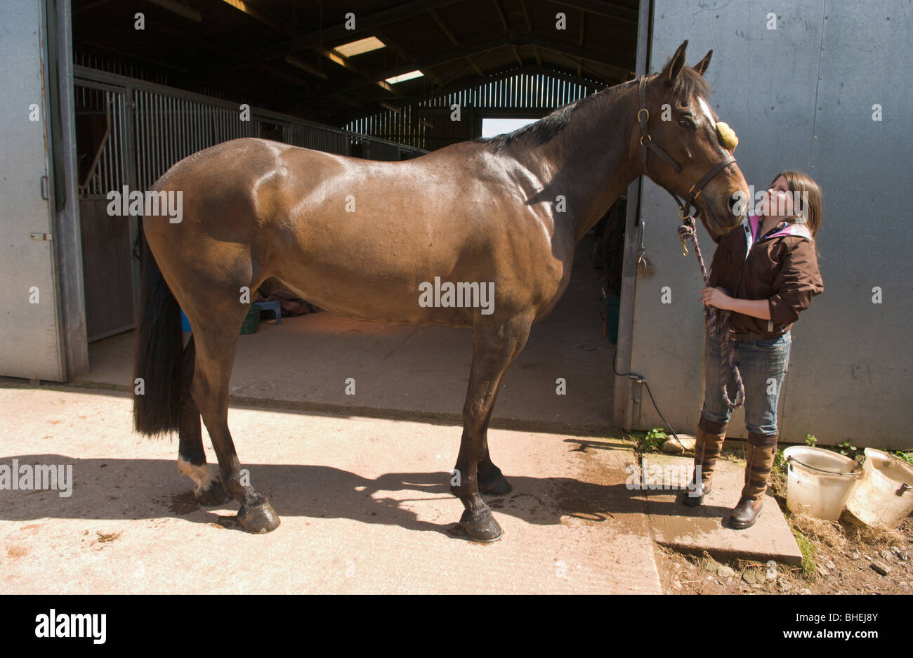 Horse being rubbed down by groom at equestrian centre UK Stock Photo
