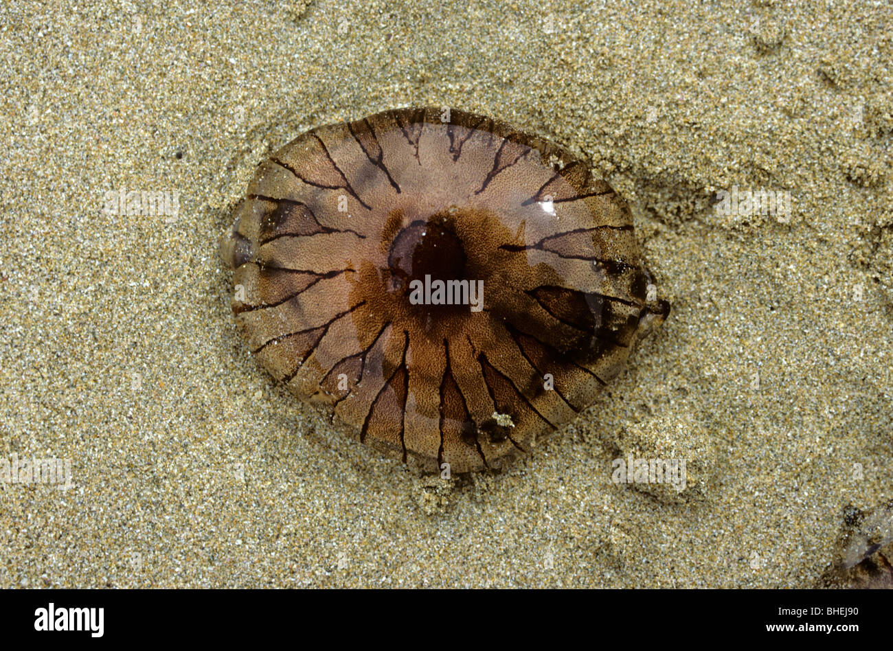 Compass jellyfish (Chrysaora hysoscella) washed up on a sandy shore UK Stock Photo